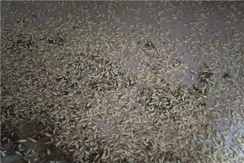 虎門鎮(zhèn)滅白蟻殺白蟻除白蟻方法