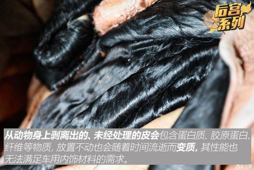 皮革之旅 一 讓你分辨真假不再靠猜